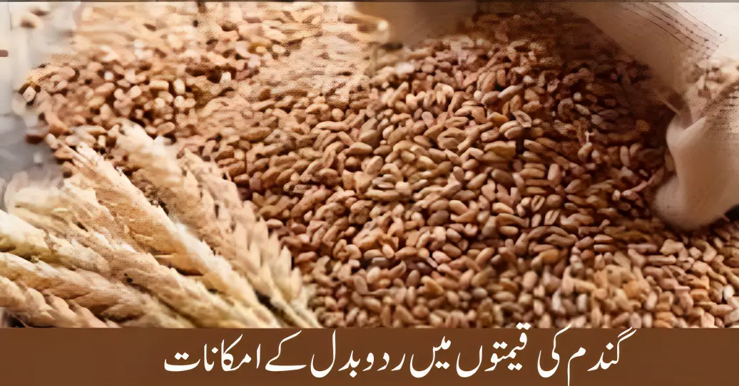 Punjab Govt Fixes Wheat Price at Rs139.9 Per Kg November 2023